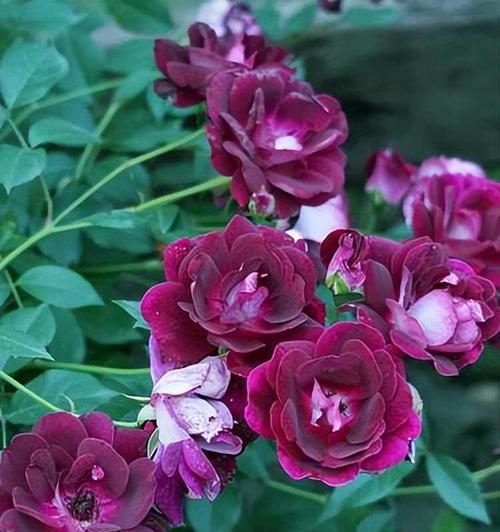 月季花有哪些种类？不同种类的月季特点是什么？