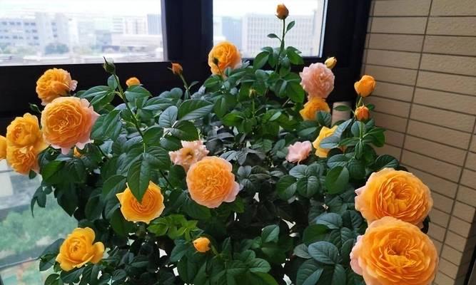 家庭养花草有哪些好处？哪些花草适合新手？