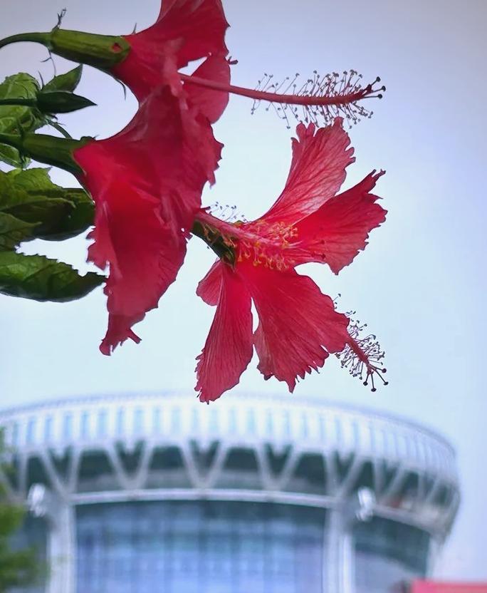 南宁市的市花是什么种类？