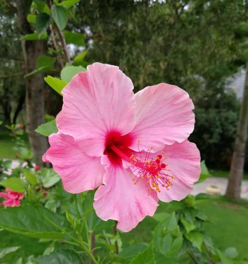 南宁市的市花是什么种类？