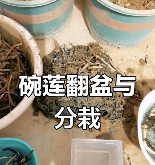 荷花的养护技巧有哪些？如何正确养护荷花？