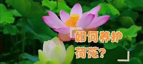 荷花的养护技巧有哪些？如何正确养护荷花？