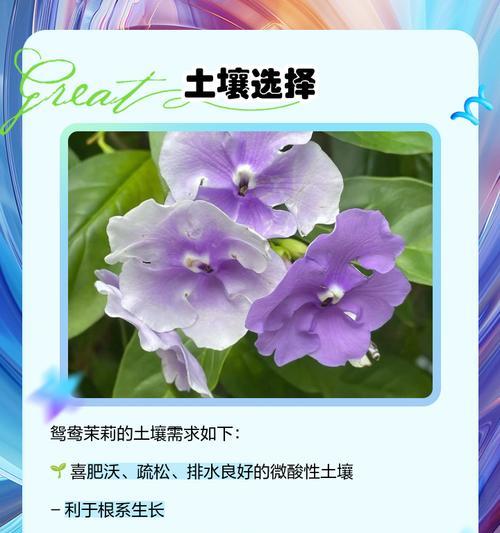 茉莉怎么养才长得好？茉莉养护的秘诀是什么？