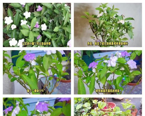 茉莉怎么养才长得好？茉莉养护的秘诀是什么？