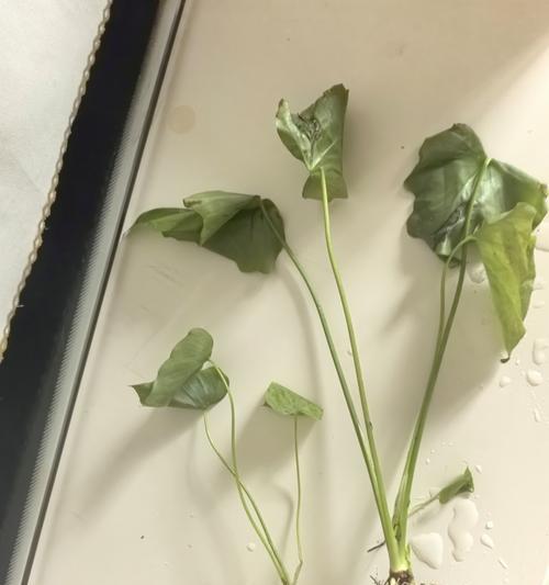 哪些水培植物最适合新手？水养植物的养护技巧是什么？