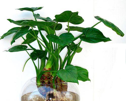 哪些水培植物最适合新手？水养植物的养护技巧是什么？