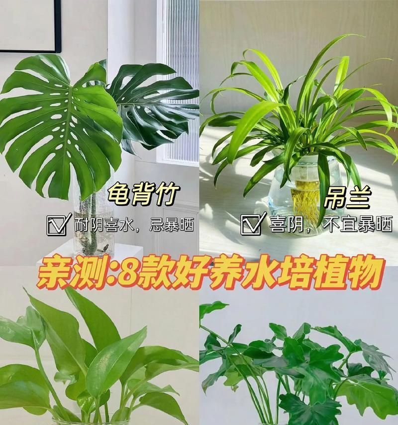 哪些水培植物最适合新手？水养植物的养护技巧是什么？