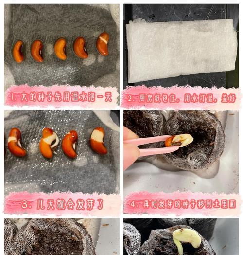 玫瑰种子的播种方法是什么？怎样提高发芽率？