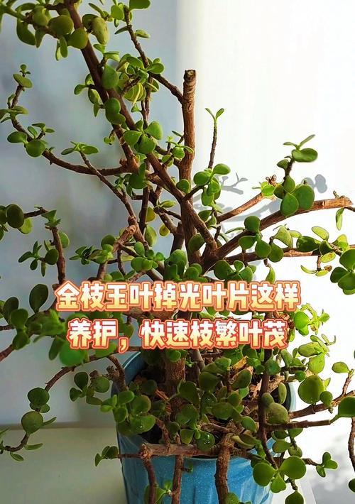 怎么养金枝玉叶？金枝玉叶的养殖技巧有哪些？