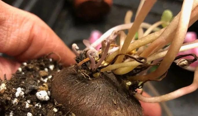 仙客来施肥的正确方法是什么？应该使用什么肥料？