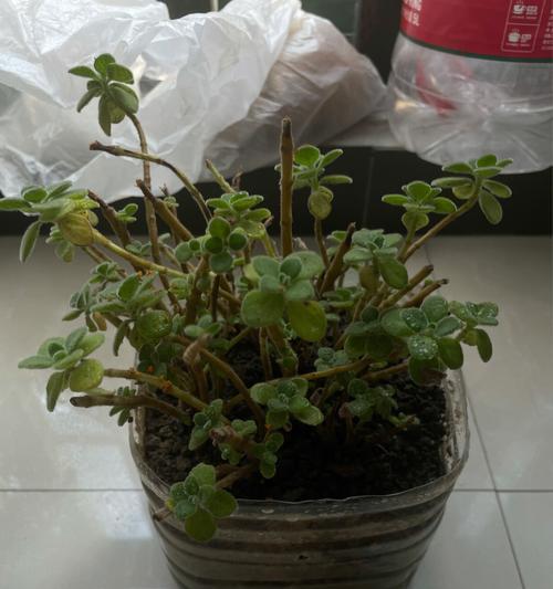 碰碰香植物的养护方法是什么？碰碰香植物如何养殖？