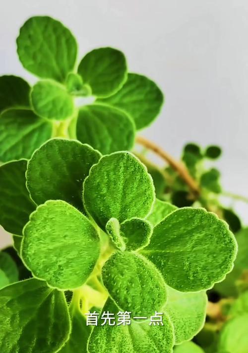 碰碰香植物的养护方法是什么？碰碰香植物如何养殖？