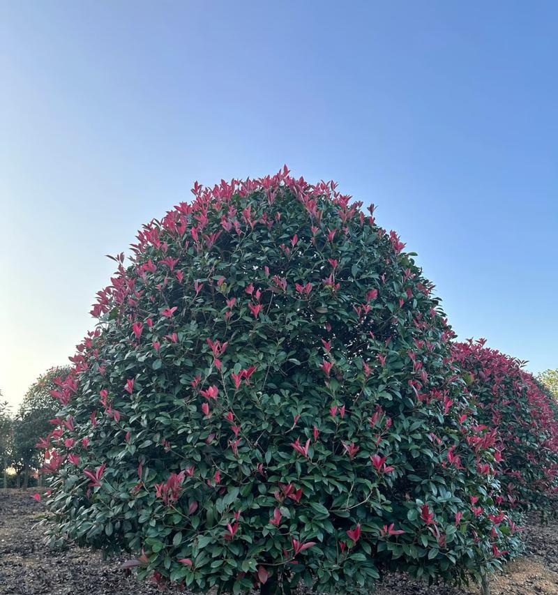 红叶的花有哪些品种？它们的观赏价值如何？