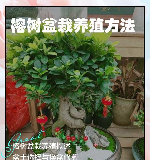 荣树的养殖方法和护理技巧是什么？