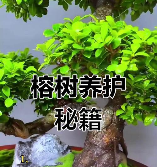荣树的养殖方法和护理技巧是什么？