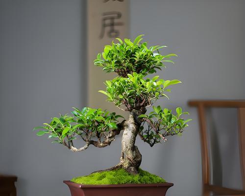 荣树的养殖方法和护理技巧是什么？