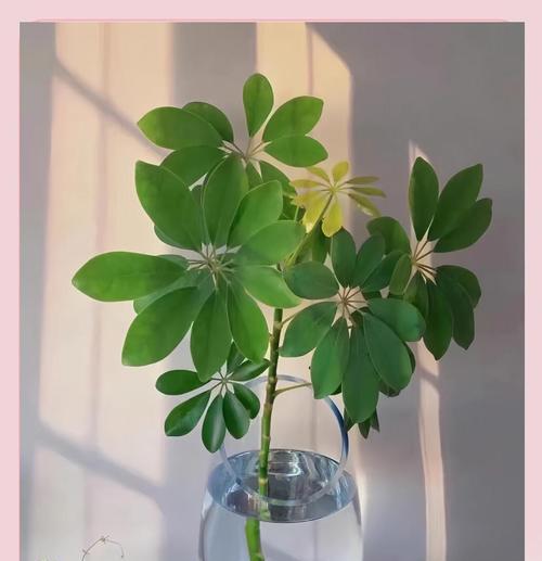 七叶莲的养殖技巧和常见问题解答？