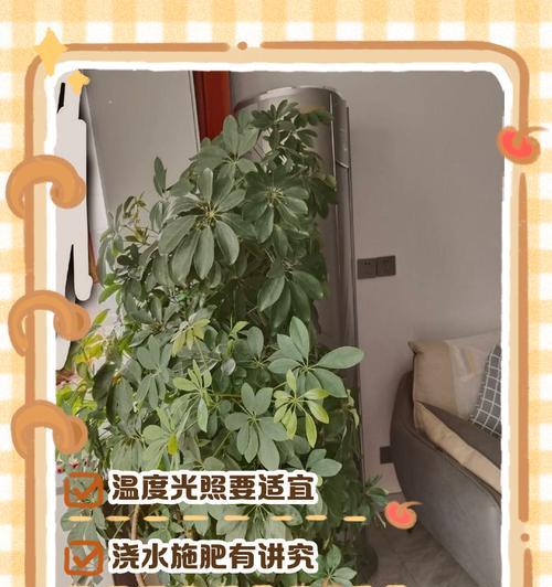 七叶莲的养殖技巧和常见问题解答？