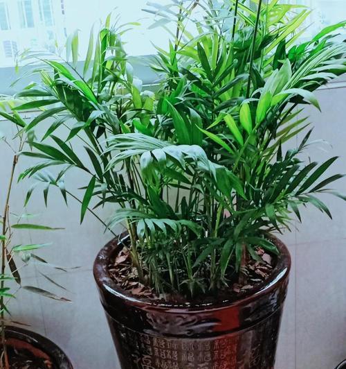 盆栽植物适合用什么土壤？如何为盆栽选择合适的土壤？