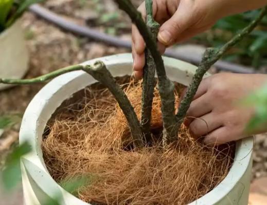盆栽植物适合用什么土壤？如何为盆栽选择合适的土壤？