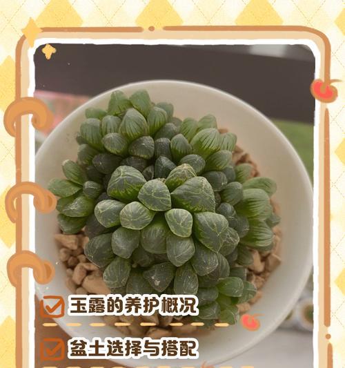 玉露花的养殖要点和常见问题解答？