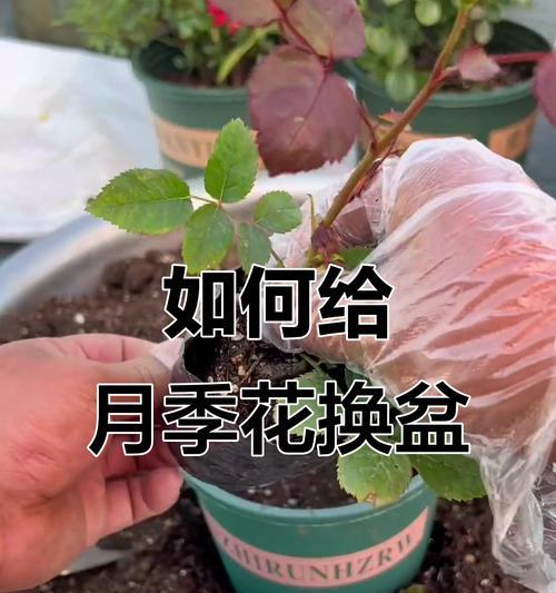 盆栽月季的正确养护方法是什么？