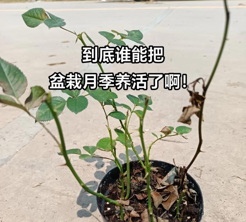 盆栽月季的正确养护方法是什么？