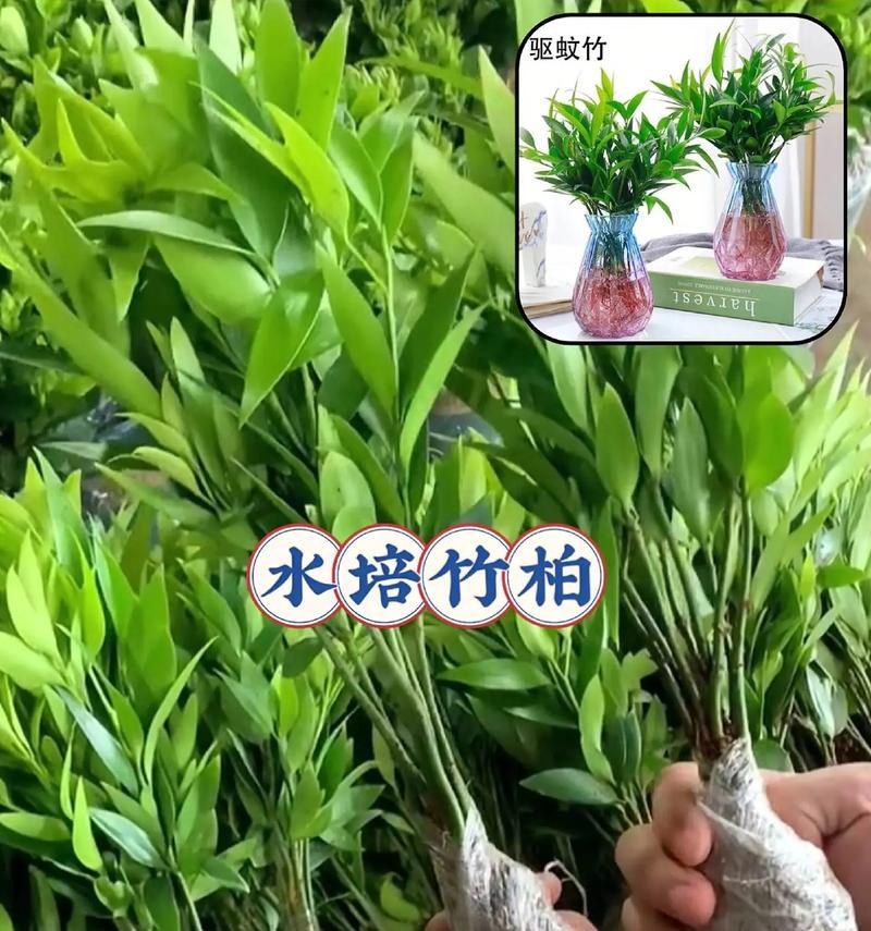 盆栽竹子的养殖方法是什么？保持竹子翠绿！