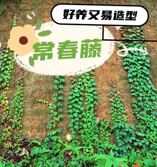常春藤用什么土？如何为常春藤选择合适的土壤？