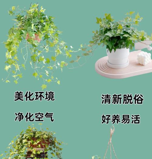 常春藤用什么土？如何为常春藤选择合适的土壤？