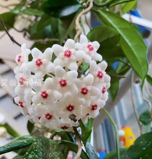 球兰花有哪些品种？球兰花品种特点是什么？