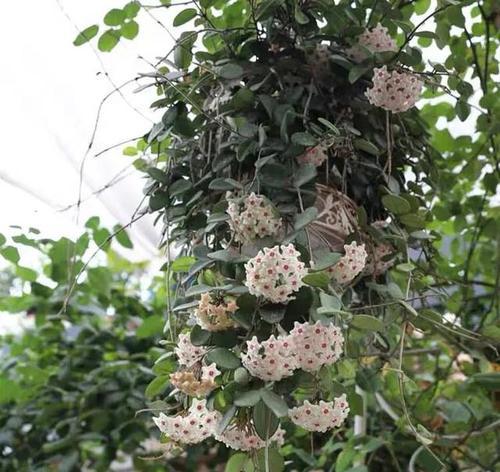球兰花有哪些品种？球兰花品种特点是什么？