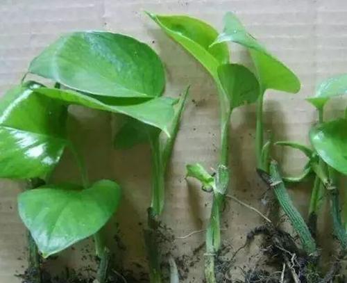 花土消毒的正确方法是什么？预防病虫害！