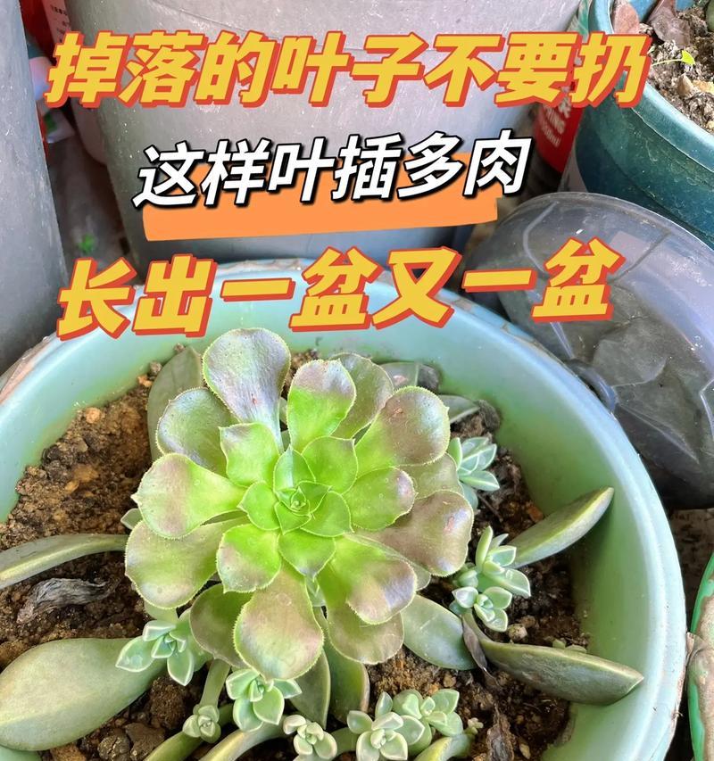 叶插绿萝注意什么？有哪些技巧可以提高成功率？