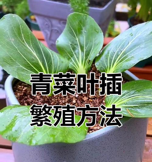 叶插绿萝注意什么？有哪些技巧可以提高成功率？