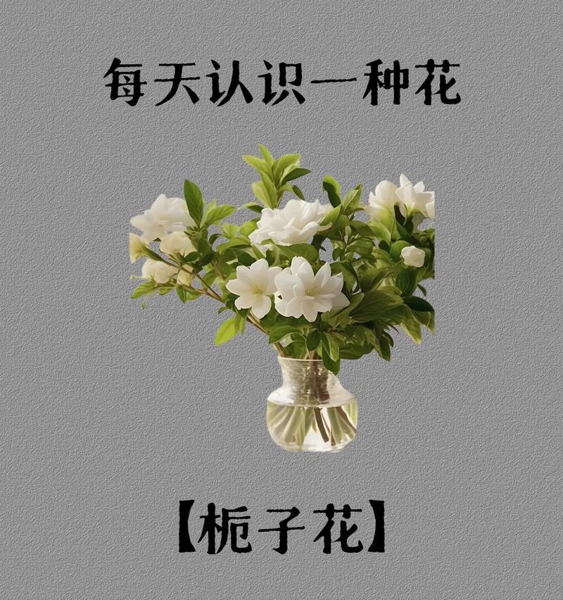 栀子牡丹花的养殖方法和常见问题解答？
