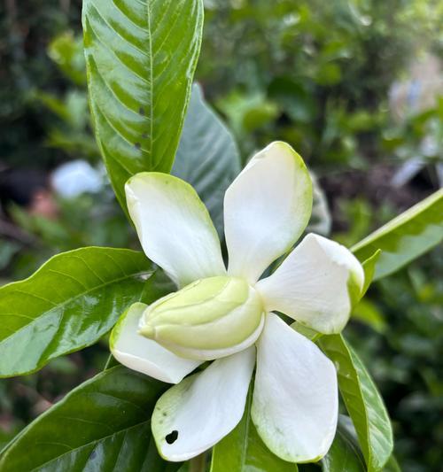 栀子牡丹花的养殖方法和常见问题解答？