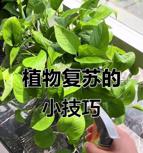 枯萎花卉的拯救方法？如何让枯萎的花恢复生机？