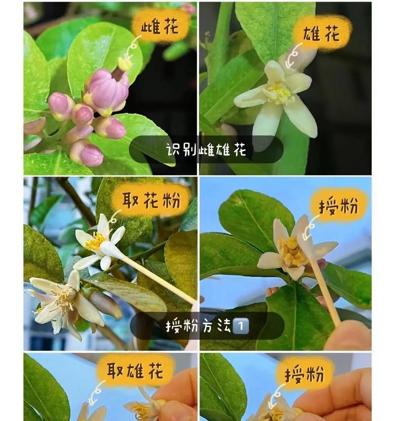 无花果的自然传粉过程？人工授粉方法有哪些？