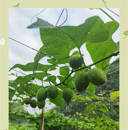 无花果的自然传粉过程？人工授粉方法有哪些？