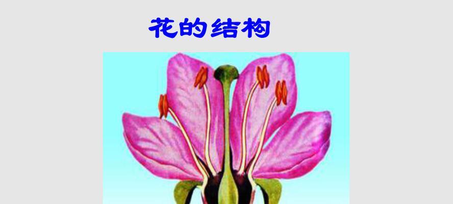 无花果的自然传粉过程？人工授粉方法有哪些？