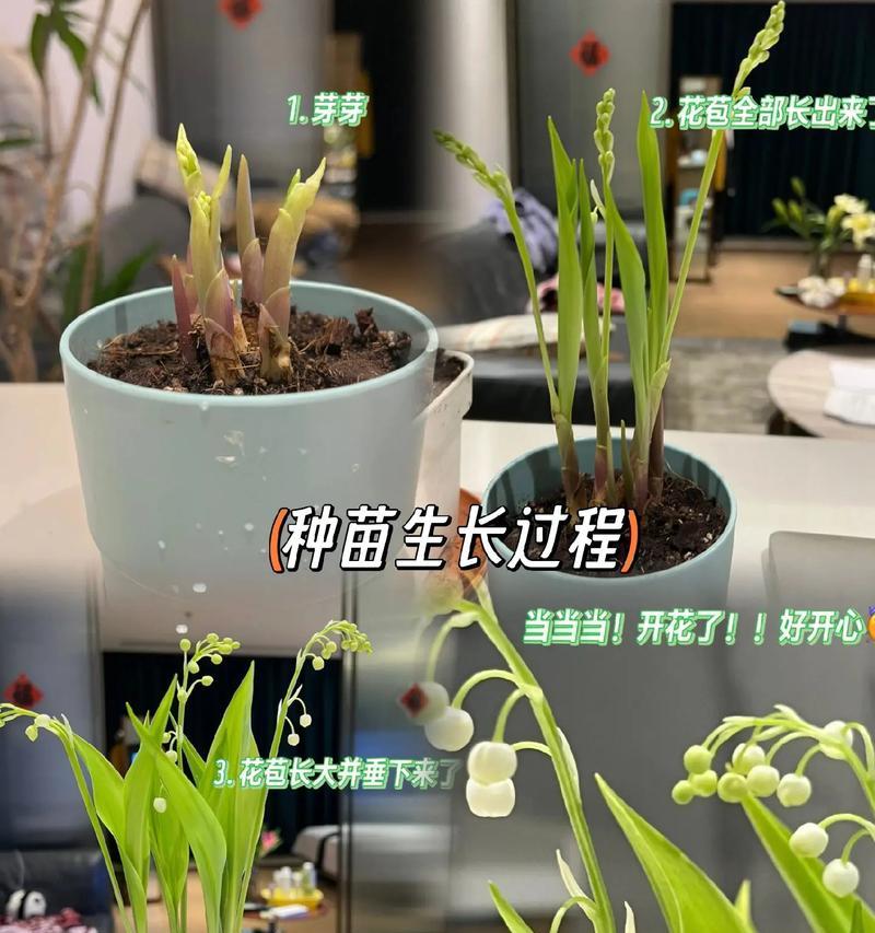 兰铃花的养殖方法和注意事项是什么？