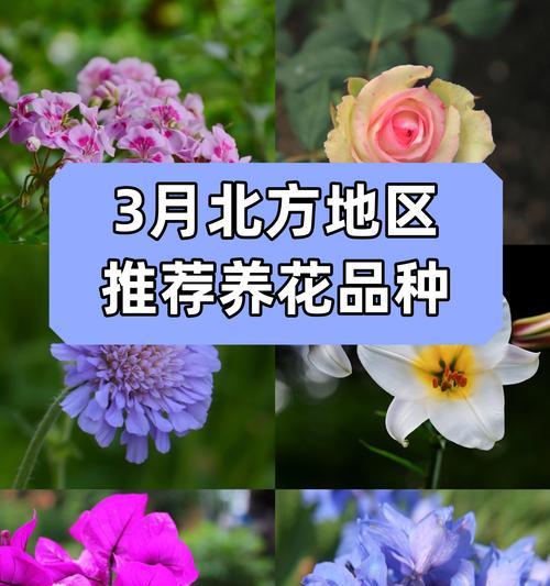 兰铃花的养殖方法和注意事项是什么？