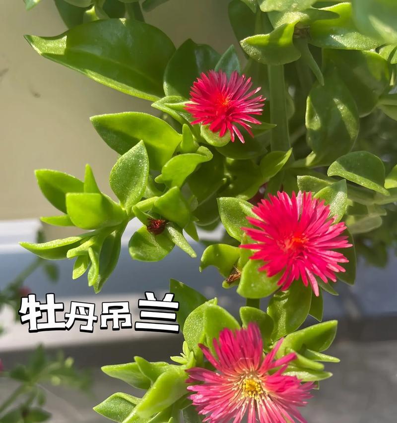 会开花的吊兰品种有哪些？