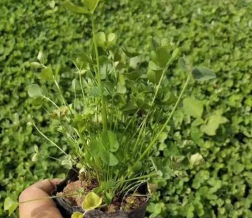 三叶草的种植方法是什么？
