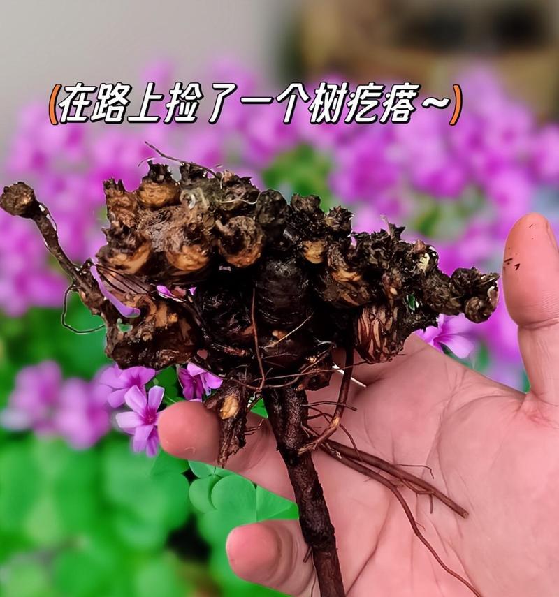 三叶草的种植方法是什么？