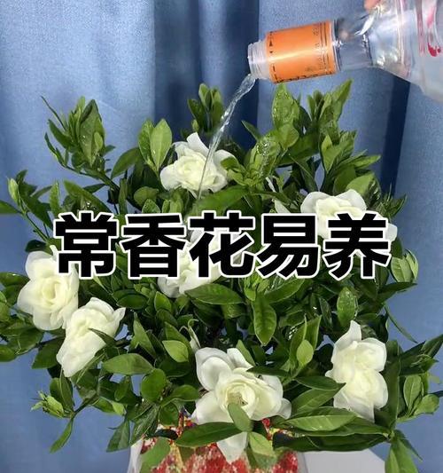 四季青盆栽的养护方法是什么？如何保持四季常绿？