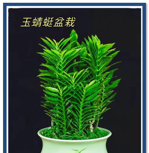 四季青盆栽的养护方法是什么？如何保持四季常绿？