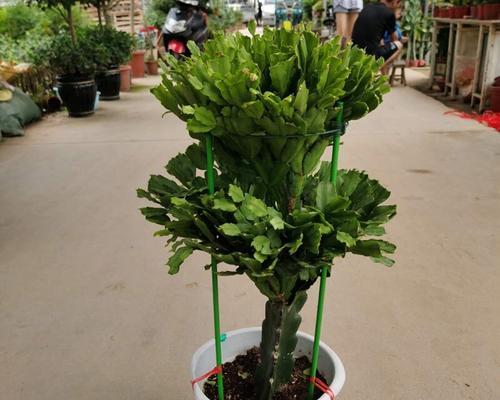 螃蟹爪花嫁接的最佳方法是什么？嫁接后如何护理？