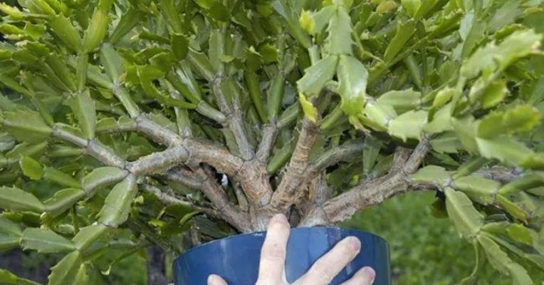 螃蟹爪花嫁接的最佳方法是什么？嫁接后如何护理？